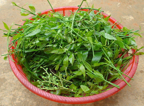 Rau sắng