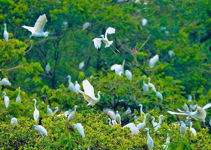 Vườn cò Tân Long – Cắm trại sinh thái