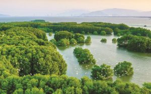 Tour Cồn Chim Chèo Sup Quy Nhơn nửa ngày 7