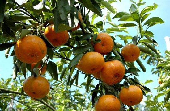 Quýt Bắc Sơn, món quà quý xứ Lạng 37