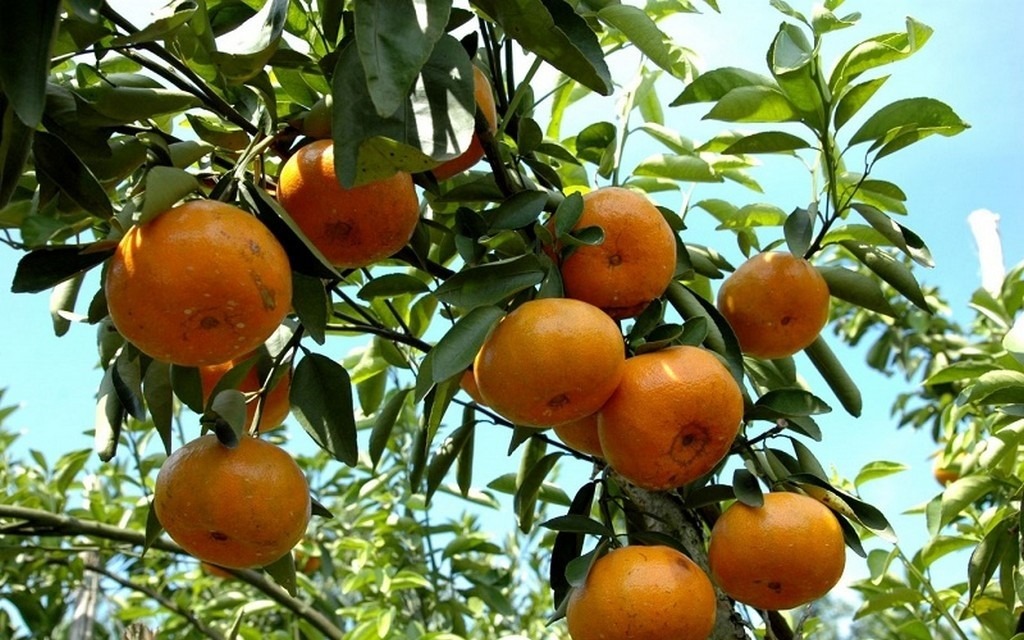 Quýt Bắc Sơn, món quà quý xứ Lạng 1
