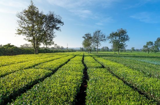Tour Gia Lai 3N2Đ: Văn Hóa Tây Nguyên – Núi Lửa Chư Đăng Ya – Biển Hồ – Trải Nghiệm Làng Bahnar 1