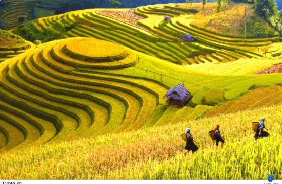 Cánh đồng Mường Thanh – Vùng thung lũng lúa lớn nhất Tây Bắc 14