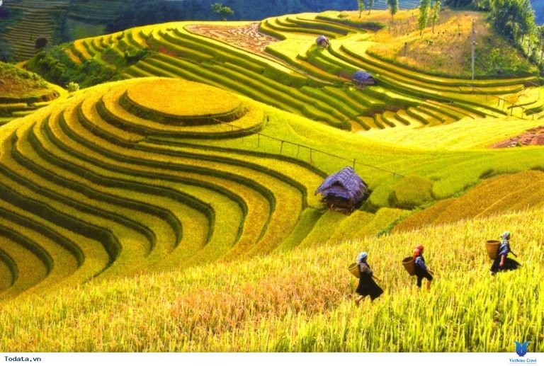 Cánh đồng Mường Thanh – Vùng thung lũng lúa lớn nhất Tây Bắc