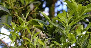 Chè Tuyết Tủa Chùa – “Ngọc lục bảo” nơi đại ngàn Tây Bắc 18 Chè Tuyết Tủa Chùa – “Ngọc lục bảo” nơi đại ngàn Tây Bắc 17