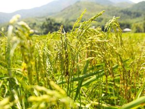 Gạo nếp nương Tú Lệ - Dẻo thơm gạo nếp vùng cao  1