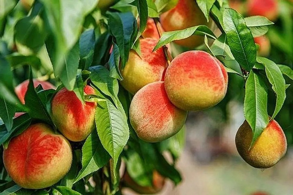 Đào Mẫu Sơn - Sản vật trời ban vùng Tây Bắc 3