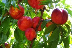 Đào Mẫu Sơn - Sản vật trời ban vùng Tây Bắc 43