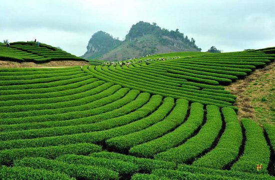 Nhà nghỉ Hoa Sim - Thái Nguyên 17