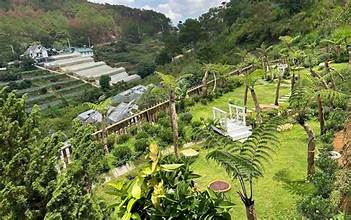 Đồi Mơ Homestay