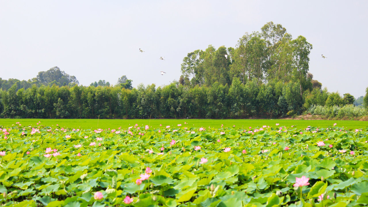 Tour trọn gói Đồng Tháp 3N2Đ – Hành trình mới lạ 3