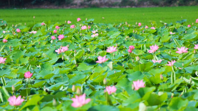 Tour trọn gói Đồng Tháp 3N2Đ – Hành trình mới lạ