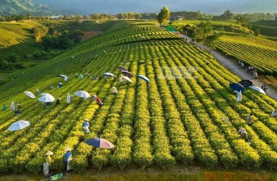 Khám phá Thái Nguyên trong vòng 1 ngày 15