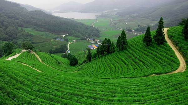 Ngỡ ngàng trước vẻ đẹp tươi xanh của Đồi chè Tân Cương 1