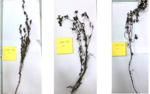 Thạch đen - món ngon nổi tiếng của tỉnh Lạng Sơn 7