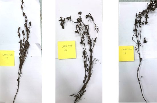 Thạch đen - món ngon nổi tiếng của tỉnh Lạng Sơn 35