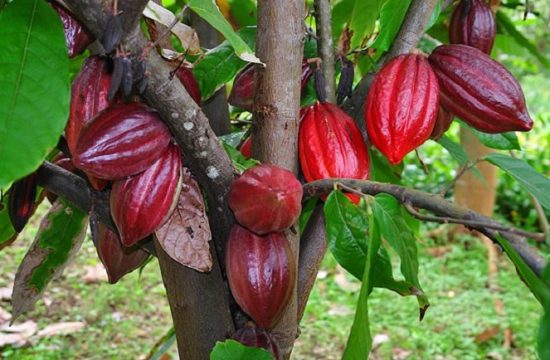 Can Tho Floating Market, Hidden Canal & Cacao Farm 59
