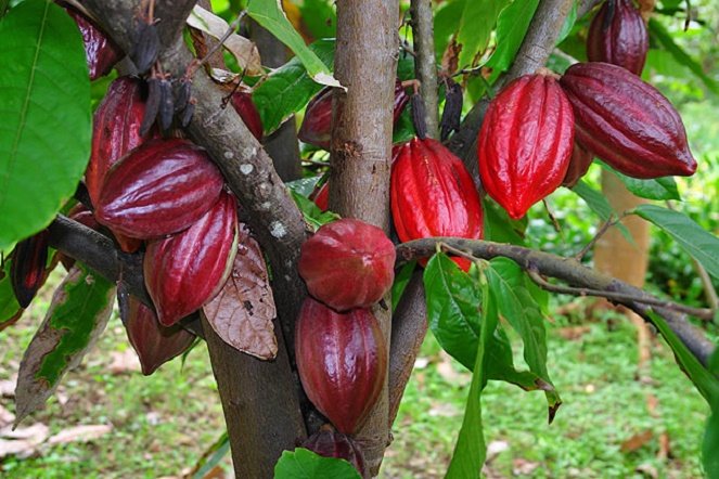 Can Tho Floating Market, Hidden Canal & Cacao Farm