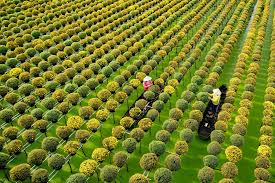 Tour trọn gói Đồng Tháp 3N2Đ – Hành trình mới lạ 1