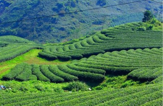 Ngỡ ngàng trước vẻ đẹp tươi xanh của Đồi chè Tân Cương 13