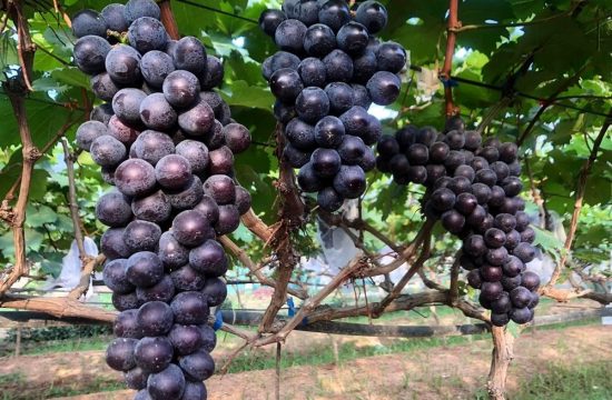 Nho Khánh Hoà - ăn một lần là nhớ mãi 34