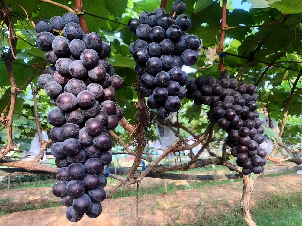 Nho Khánh Hoà - ăn một lần là nhớ mãi 1