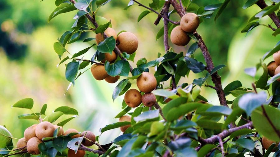 Say lòng với đặc sản táo mèo, mắc cọp nơi núi rừng Tây Bắc 3