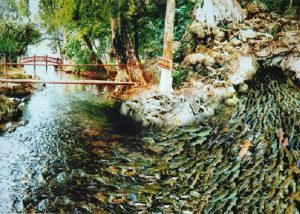Suối cá thần  57