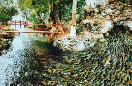 Suối cá thần  7