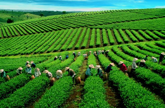 Combo Tour “Hà Nội – Cao Bằng – Thái Nguyên” 3 ngày 2 đêm 7