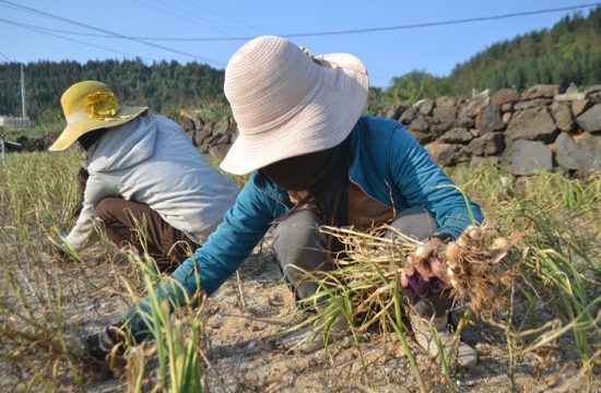 Phan Rang Khánh Hoà – một trong hai vùng đất trồng tỏi nổi tiếng nhất Việt Nam 5