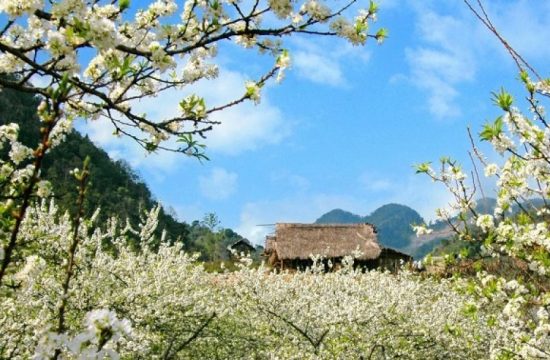 Tour 2 ngày 1 đêm: Sapa & Bắc Hà (Hoặc Mù Cang Chải & Nghĩa Lộ) 15