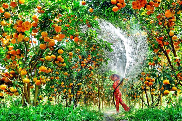 Chuyến đi 4N3D – Sinh thái – miệt vườn – nghỉ dưỡng