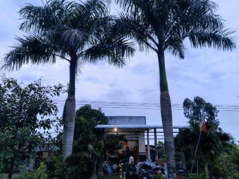 Bà Ngoại Homestay Cà Mau: Trải Nghiệm Bình Yên Miền Tây