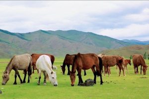 Trại ngựa Bá Vân 9