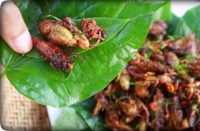 Ve sầu chiên giòn – “đặc sản thử thách lòng can đảm” của Đồng Nai
