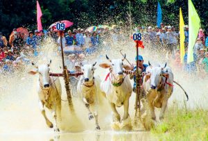 Hội đua bò Bảy Núi – Sức vó ngựa thiêng giữa đại ngàn An Giang mới 39